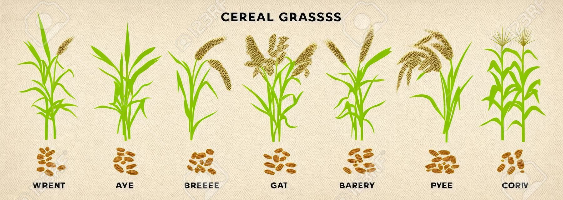 Cereal grasses big collection of plants and seeds, botanical drawings in flat design isolated on white background. Cereals - wheat, rye, oat, millet, barley, maize, rice planting infographic elements.
