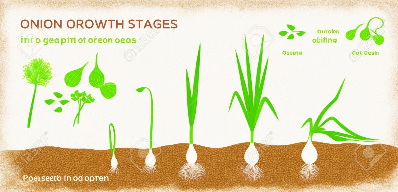 Stades de croissance des plants d'oignons, des graines aux ensembles d'oignons - développement de la première année des graines d'oignon - ensemble d'éléments d'infographie botaniques détaillés, illustrations vectorielles isolées sur fond blanc.