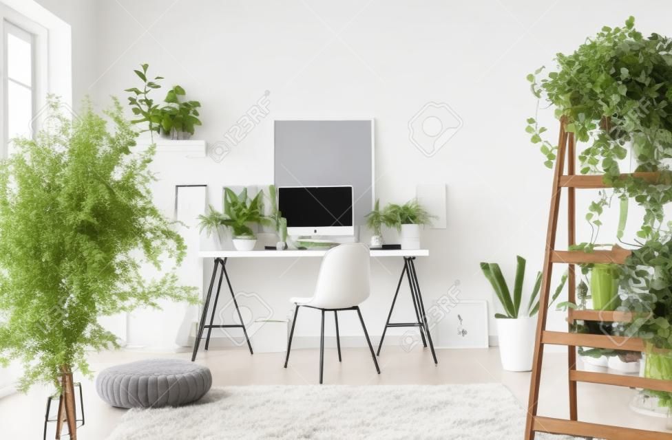 Plants in white spacious home office interior with pouf on carpet near grey chair at desk. Real photo