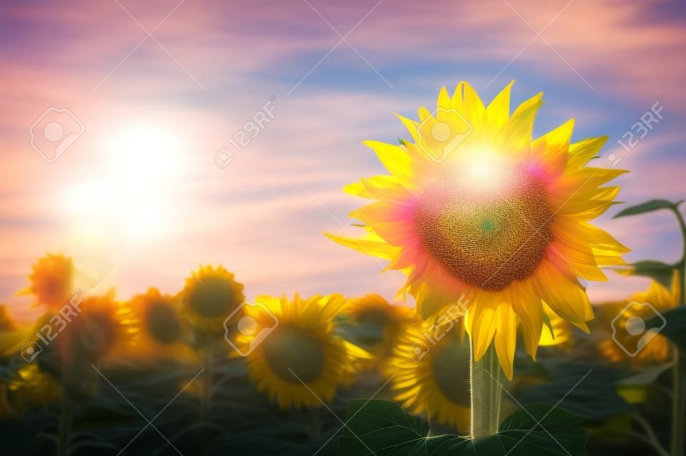 Różowy słonecznik wyróżnia się nad grupą żółtych słoneczników z genialnym błękitnym niebem w tle