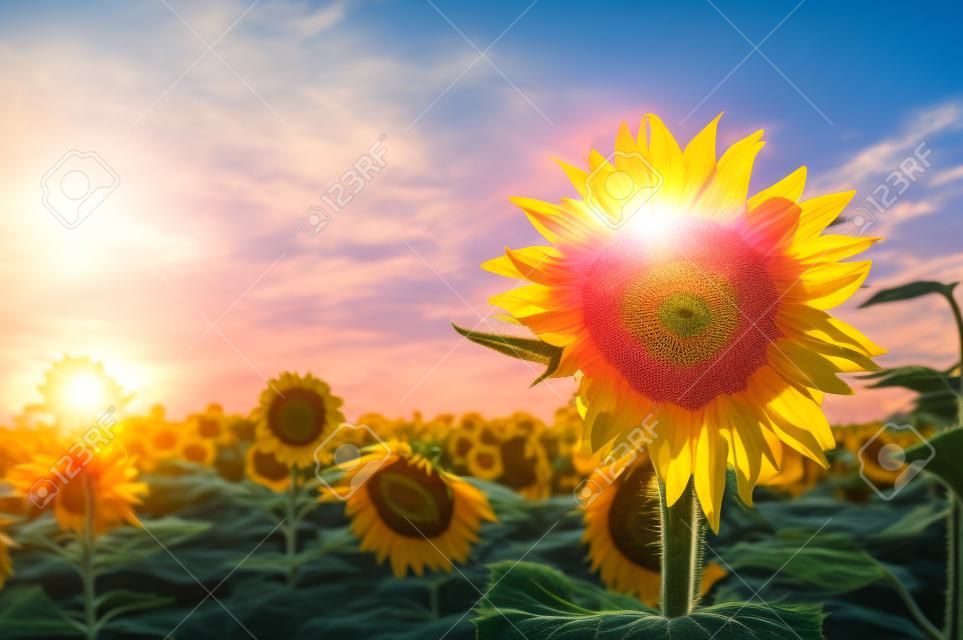 pink sunflower stands out above a group of yellow sunflowers with a brilliant blue sky in the background