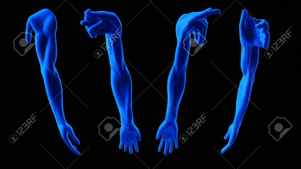 3D Rendering Full Upper Extremity  Arm Antaomy from multiple angles, arm model on black background