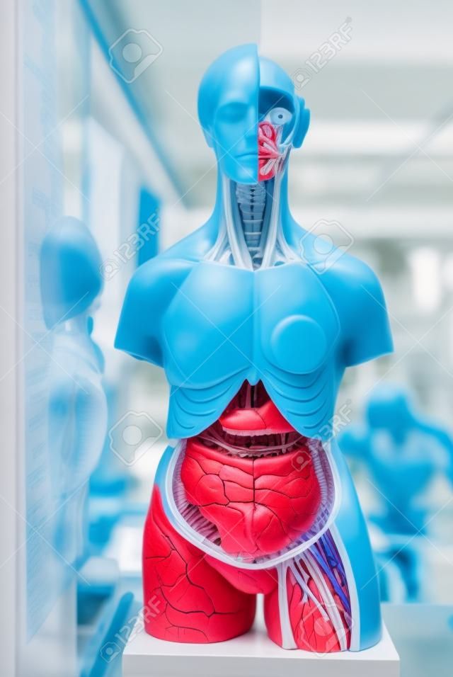modèle de l'anatomie humaine dans une classe de biologie