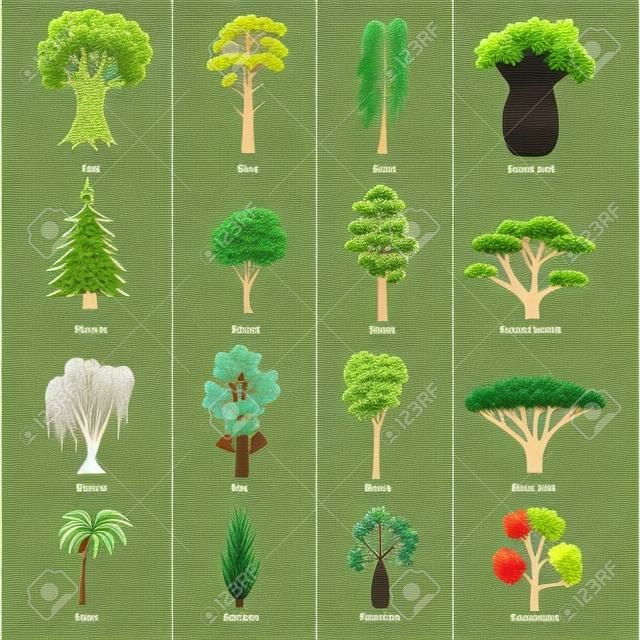Different Green Tree Types and Name Include of Elm, Birch, Eucalyptus, Cedar, Dracaena, Oak and Pine Icons Set.
