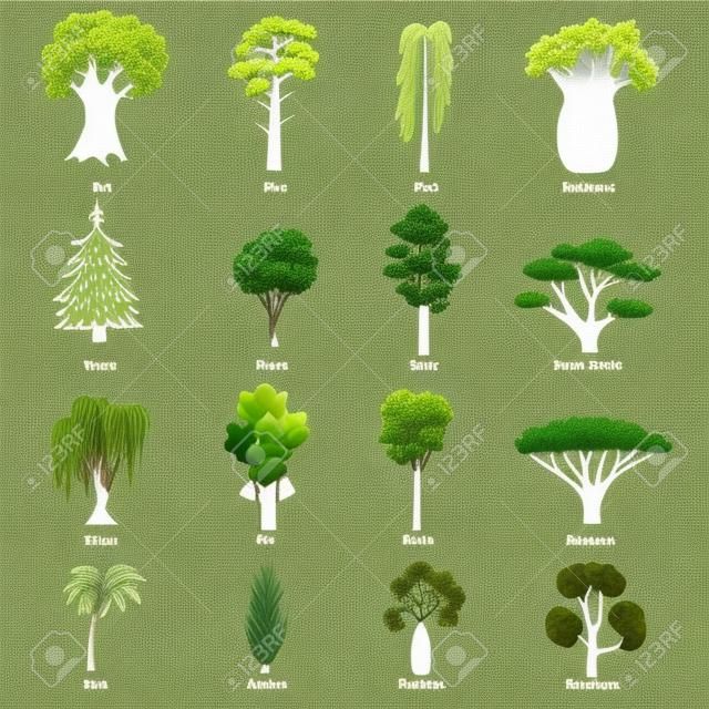 Different Green Tree Types and Name Include of Elm, Birch, Eucalyptus, Cedar, Dracaena, Oak and Pine Icons Set.