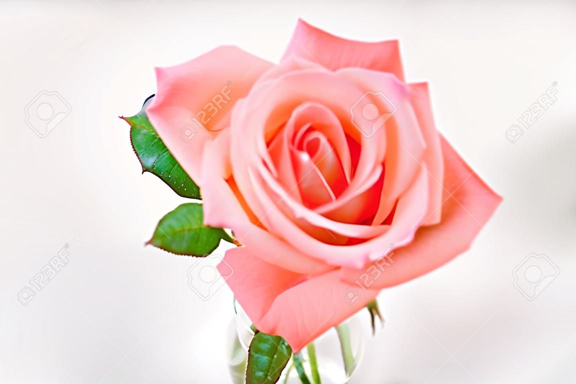 Mooie frisse roze roos in glazen vaas met kopieerruimte - Afbeelding