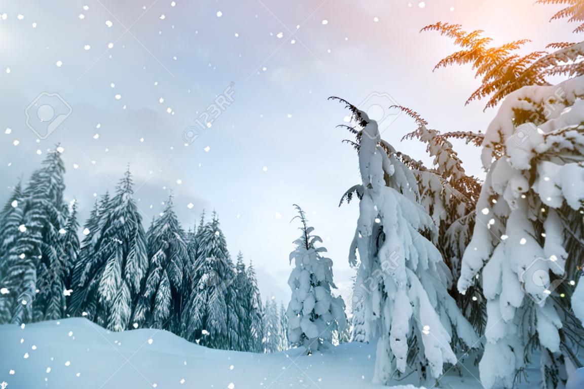 Hermoso paisaje de invierno. Denso bosque de montaña con altos abetos de color verde oscuro, camino en nieve blanca limpia y profunda en un brillante día de invierno helado.