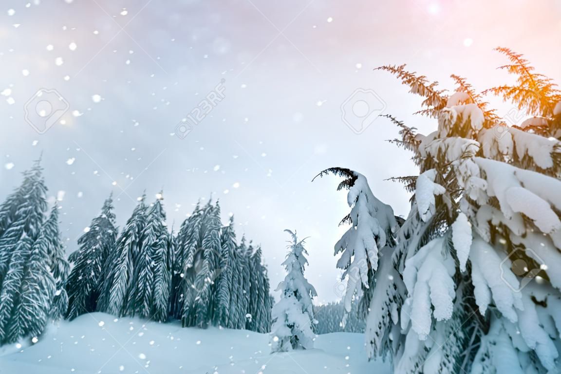 Hermoso paisaje de invierno. Denso bosque de montaña con altos abetos de color verde oscuro, camino en nieve blanca limpia y profunda en un brillante día de invierno helado.