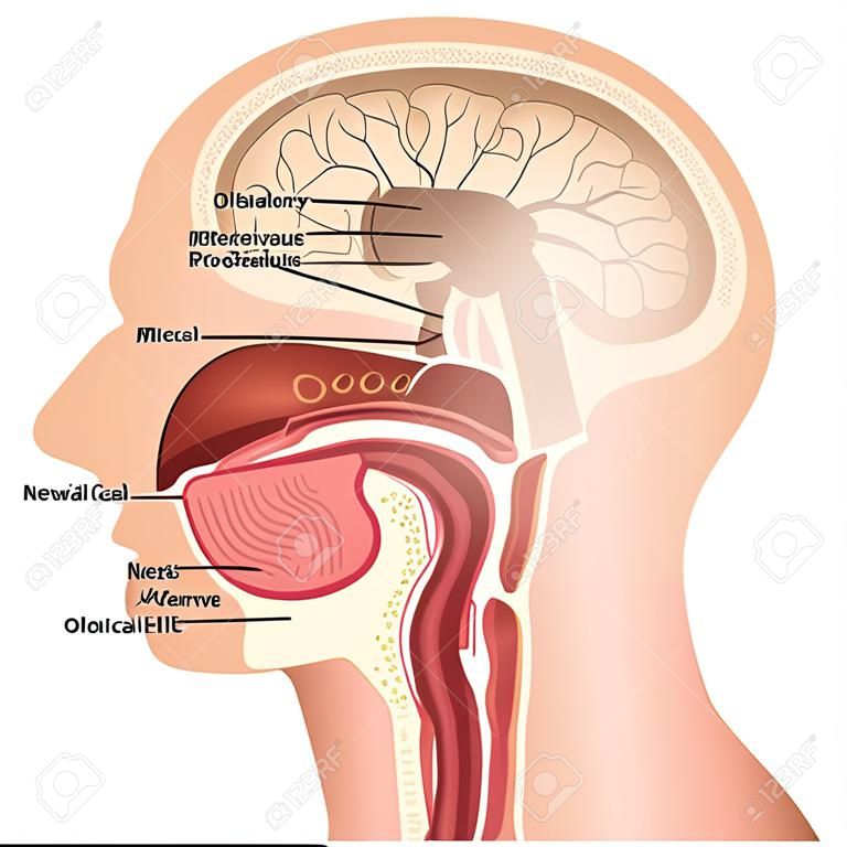 Olfactory nerve medical vector illustraton on white background