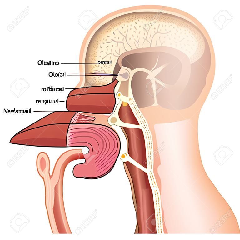 Illustrazione medica di vettore del nervo olfattivo su fondo bianco
