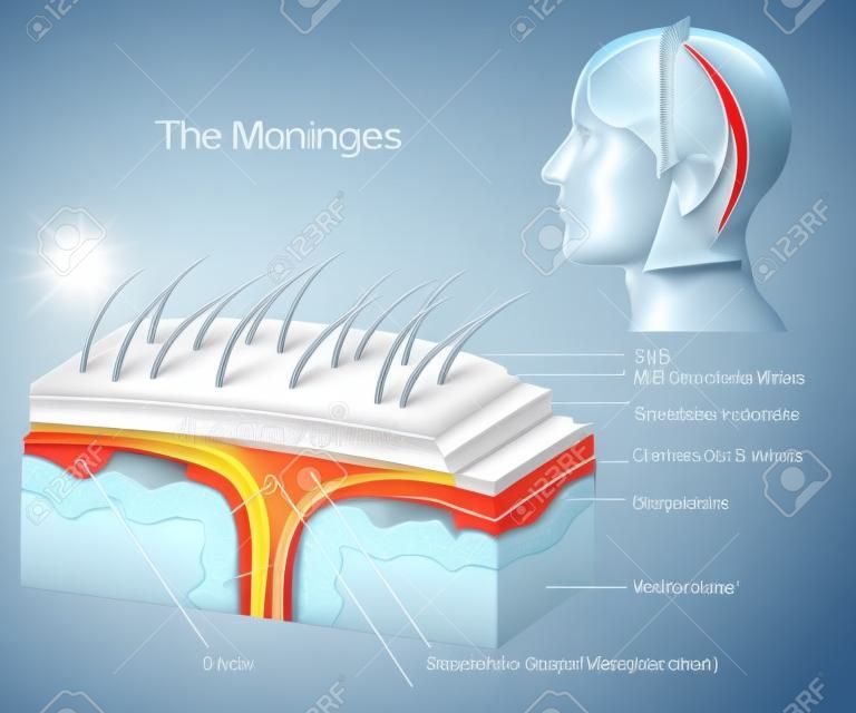 Meninges medical 3d vector illustration on white background