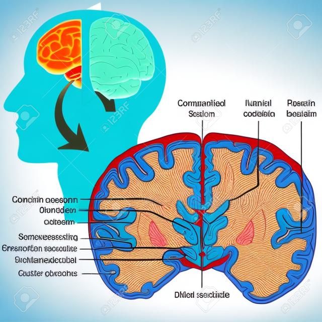 Koronaler Abschnitt der medizinischen Vektorillustration des menschlichen Gehirns