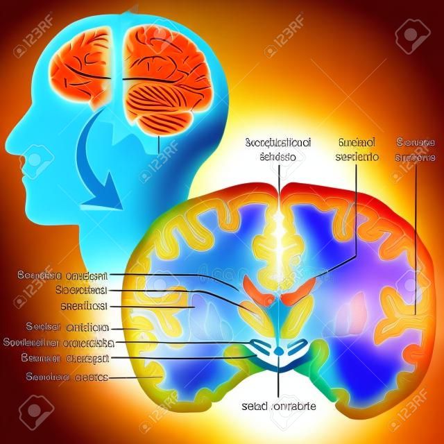 Seção coronal do cérebro humano ilustração vetorial médica