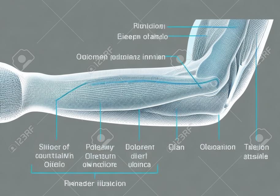 Anatomia dell'illustrazione medica di vettore dei muscoli del gomito