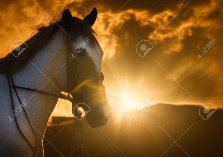 Horse head and sun glow