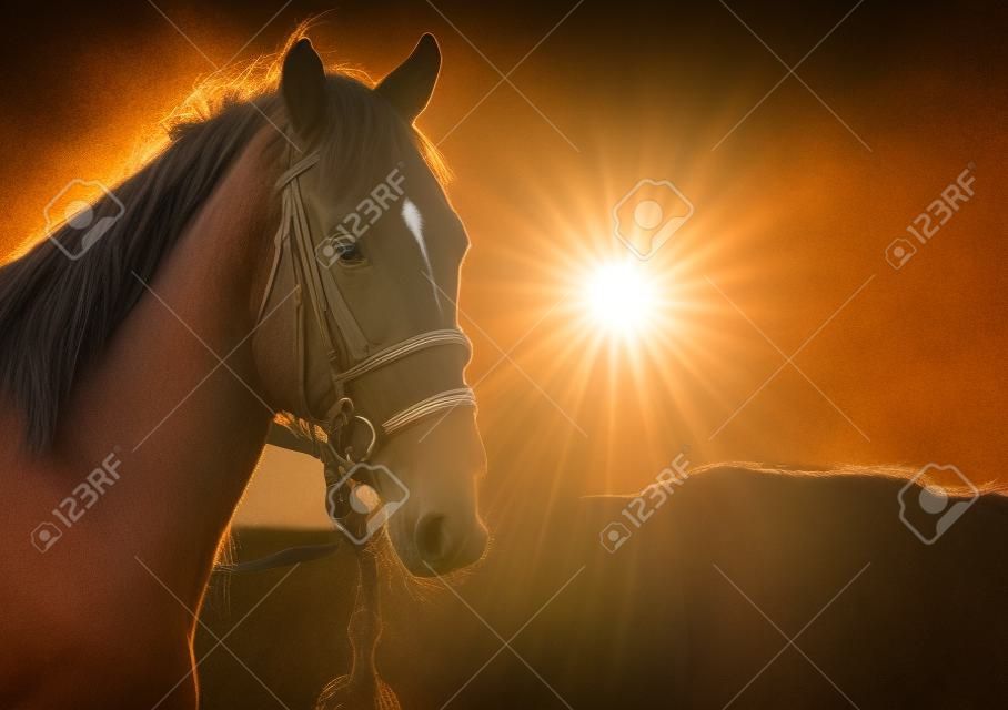 Horse head and sun glow