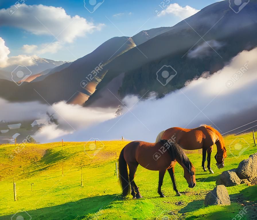 Caballos en el valle de montaña. Hermoso paisaje natural con animales