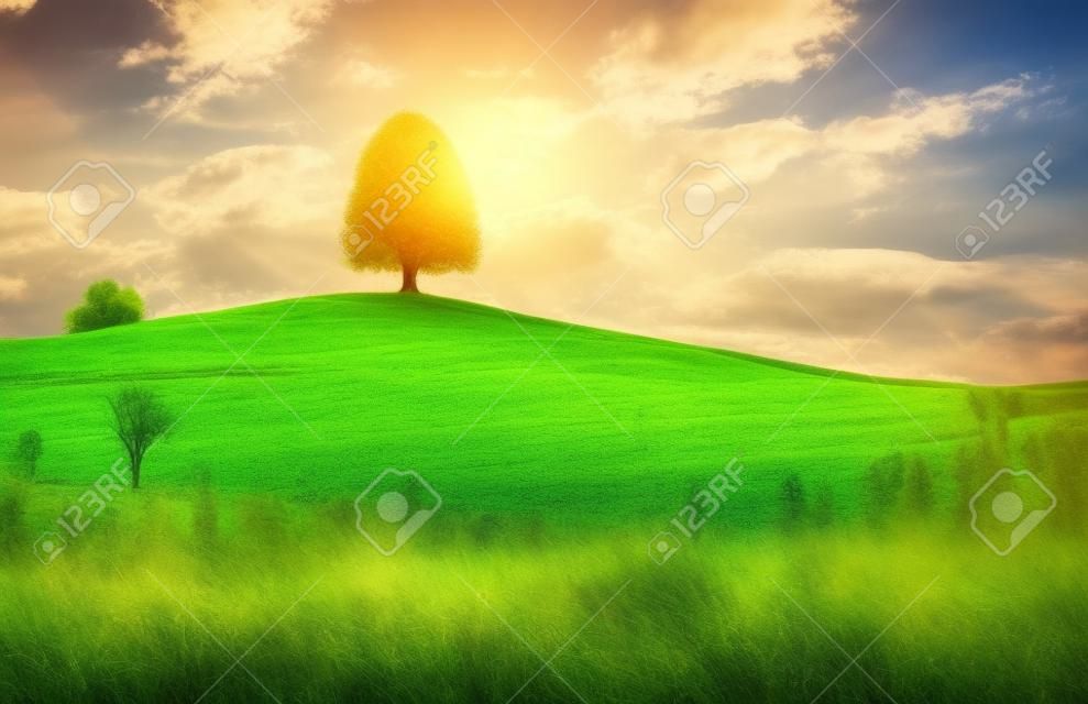 Nature. Landscape in summertime. Tree on top of the hill. Fields and pastures. Agricultural landscape in summer.