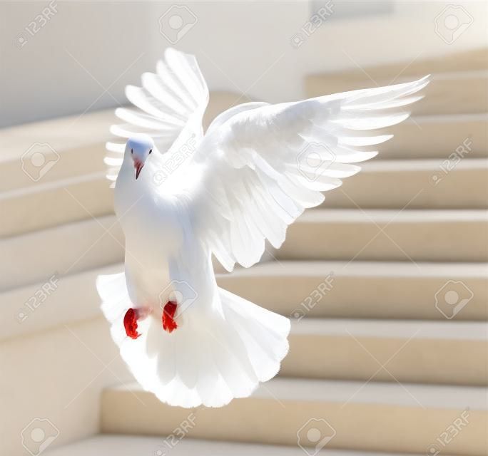 Paloma blanca que vuela