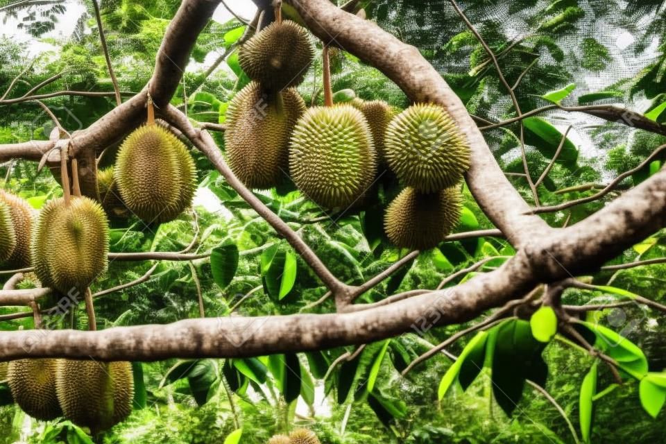 Durians on the durian tree Which is hidden in the bushes in the shady gardens.