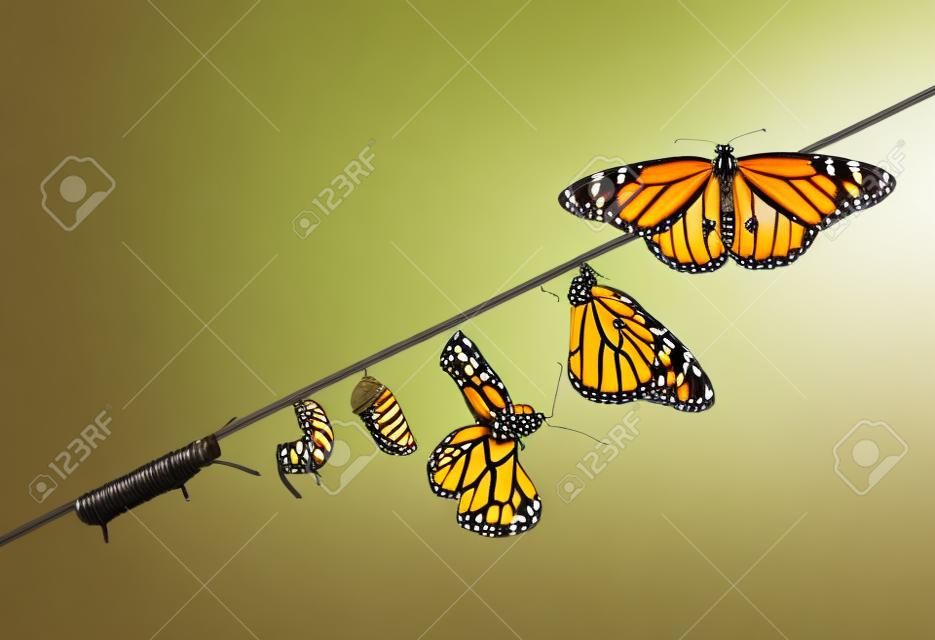 Momento asombroso, mariposa monarca, pupas y capullos suspendidos. Transformación de concepto de Butterfly