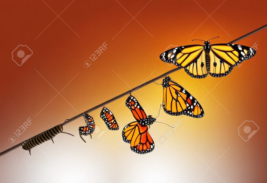 Niesamowity moment, motyl monarcha, poczwarki i kokony zawieszone. koncepcja transformacji motyla
