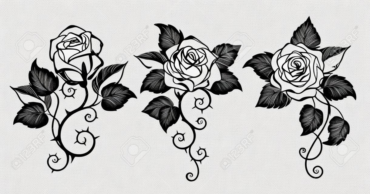 Three, artistically drawn, contour, black, prickly, blooming roses with black leaves on white background. Design with rose. Gothic style.