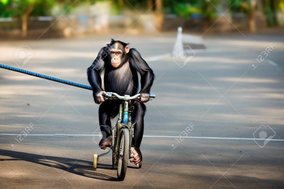 Lindo mono chimpancé con gafas de sol montando bicicleta o bicicleta para hacer ejercicio en la calle en el zoológico de cocodrilos, Samut Prakarn, Tailandia. Adorable práctica de vida silvestre en bicicleta.