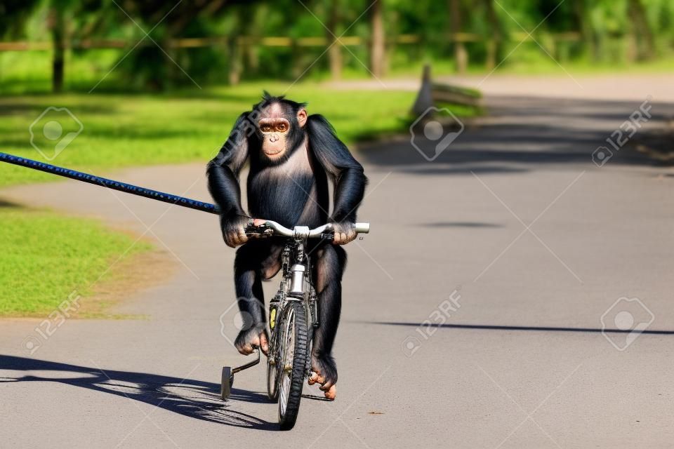 Lindo mono chimpancé con gafas de sol montando bicicleta o bicicleta para hacer ejercicio en la calle en el zoológico de cocodrilos, Samut Prakarn, Tailandia. Adorable práctica de vida silvestre en bicicleta.