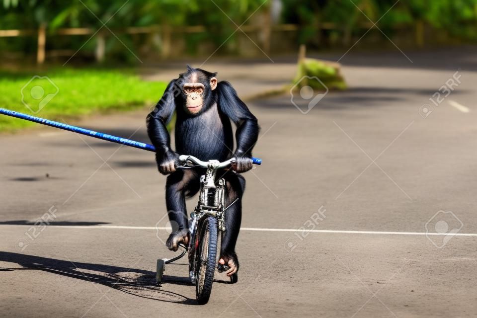 태국 사뭇 프라칸 악어 동물원의 거리에서 운동하기 위해 선글라스를 낀 귀여운 침팬지 원숭이. 사랑스러운 야생 동물 연습 자전거.
