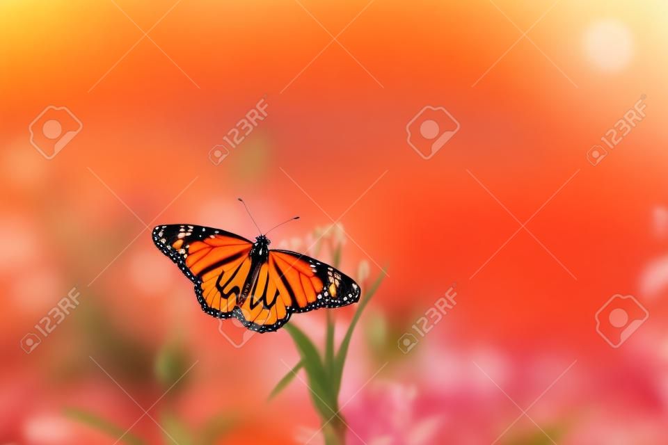 Papillon monarque orange sur carpelle de fleur au printemps avec verdure florale bokeh floue au fond du lever du soleil. Animal sauvage au jardin avec espace de copie pour le texte.
