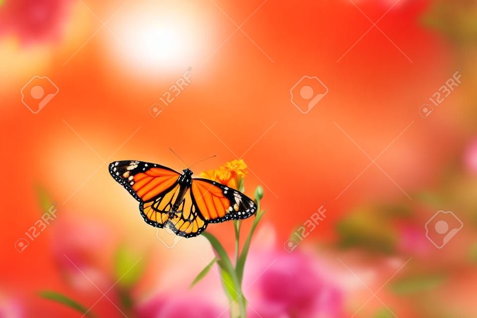 Pomarańczowy motyl monarcha na słupku kwiatowym wiosną z rozmytym bokeh kwiatową zielenią na tle wschodu słońca Dzikie zwierzęta w ogrodzie z miejscem na tekst