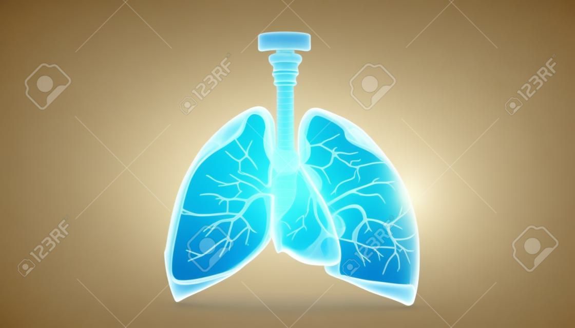 Human lungs. 3d illustration 		