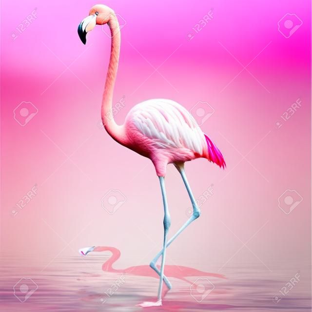 粉紅色的火烈鳥