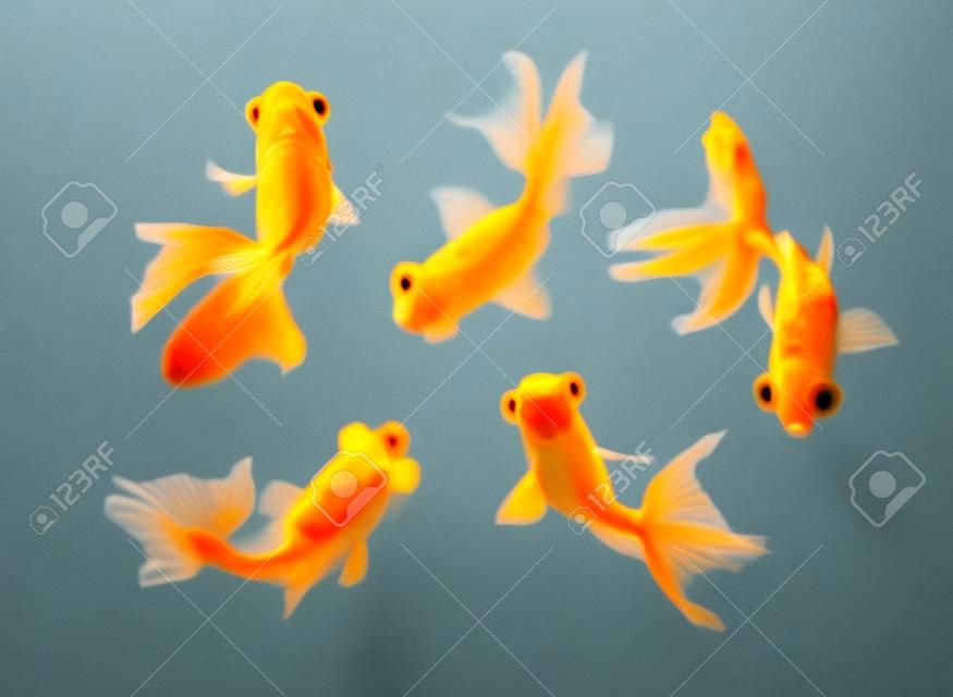 Goldfish pet isolé sur fond blanc