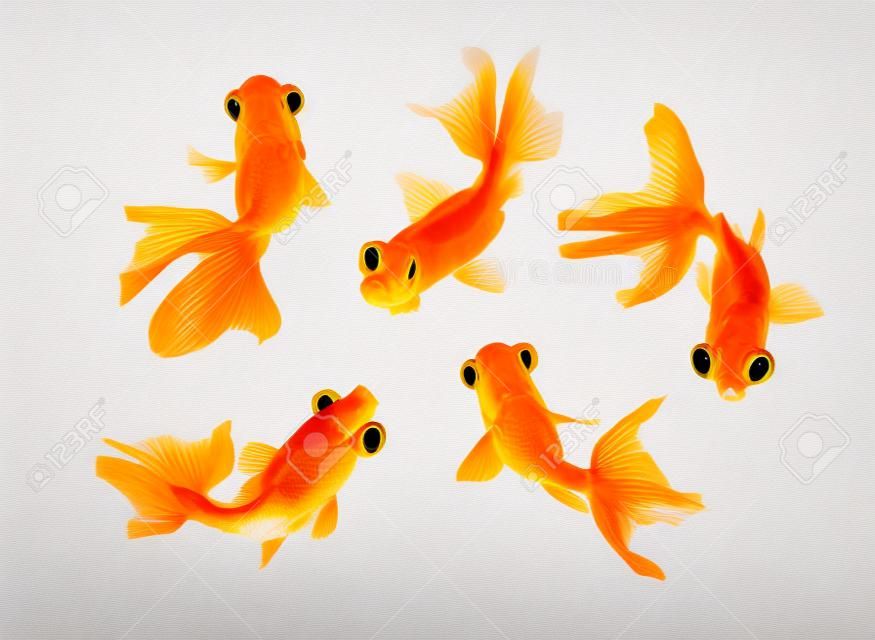 Goldfish pet isolé sur fond blanc