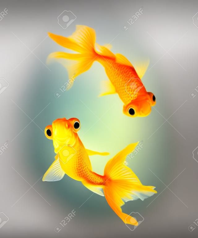 goldfish pet isolated on white background