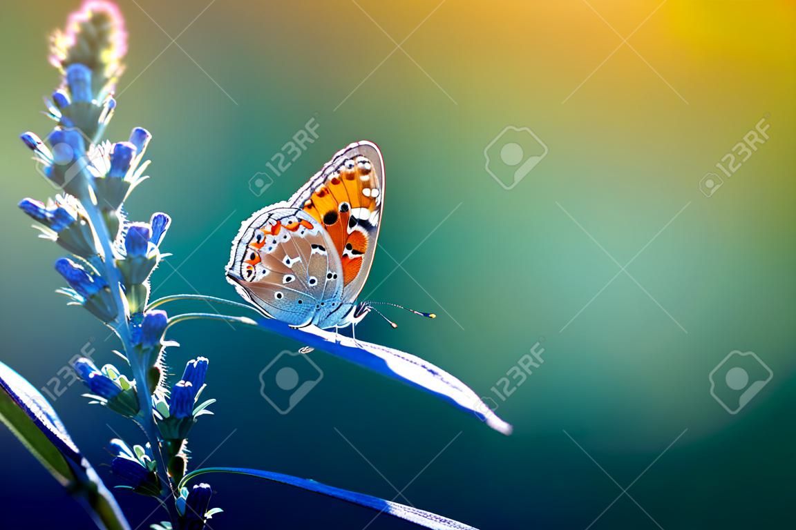 Piękny mały motyl