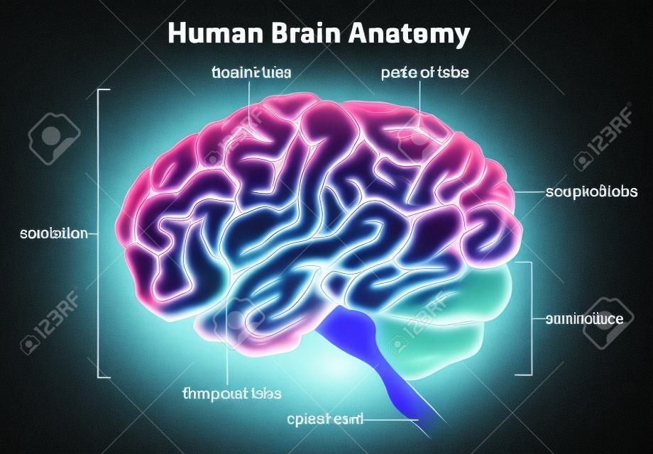 Uma ilustração do cérebro humano