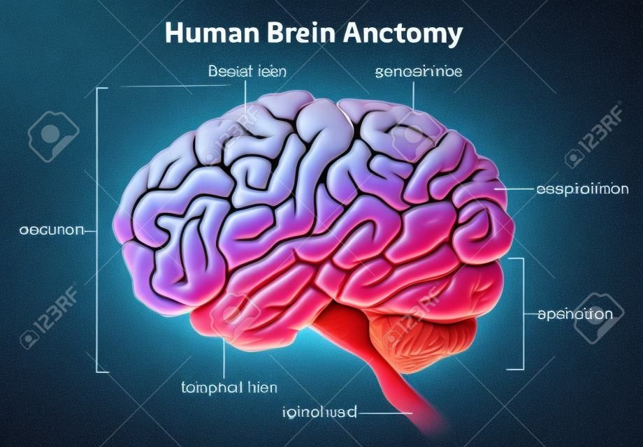 Un esempio del cervello umano