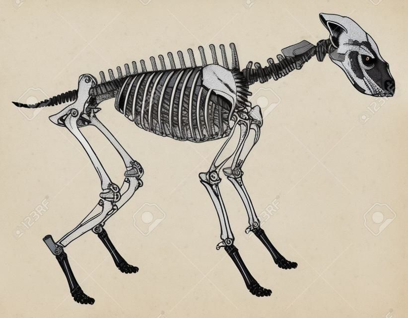 Ilustración que muestra el esqueleto de una hiena