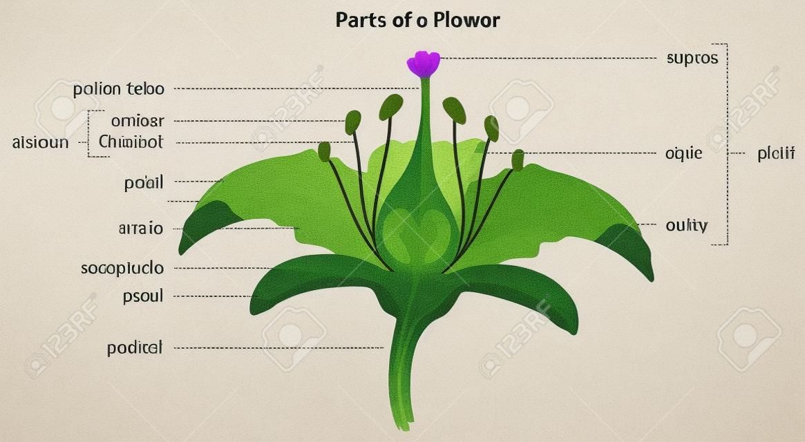 Illustration showing the parts of a flower