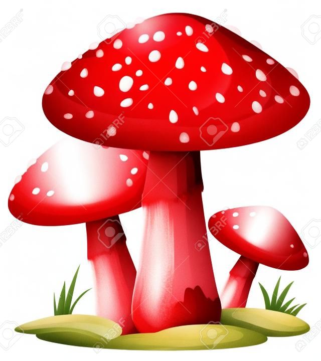 Иллюстрация красный гриб на белом фоне