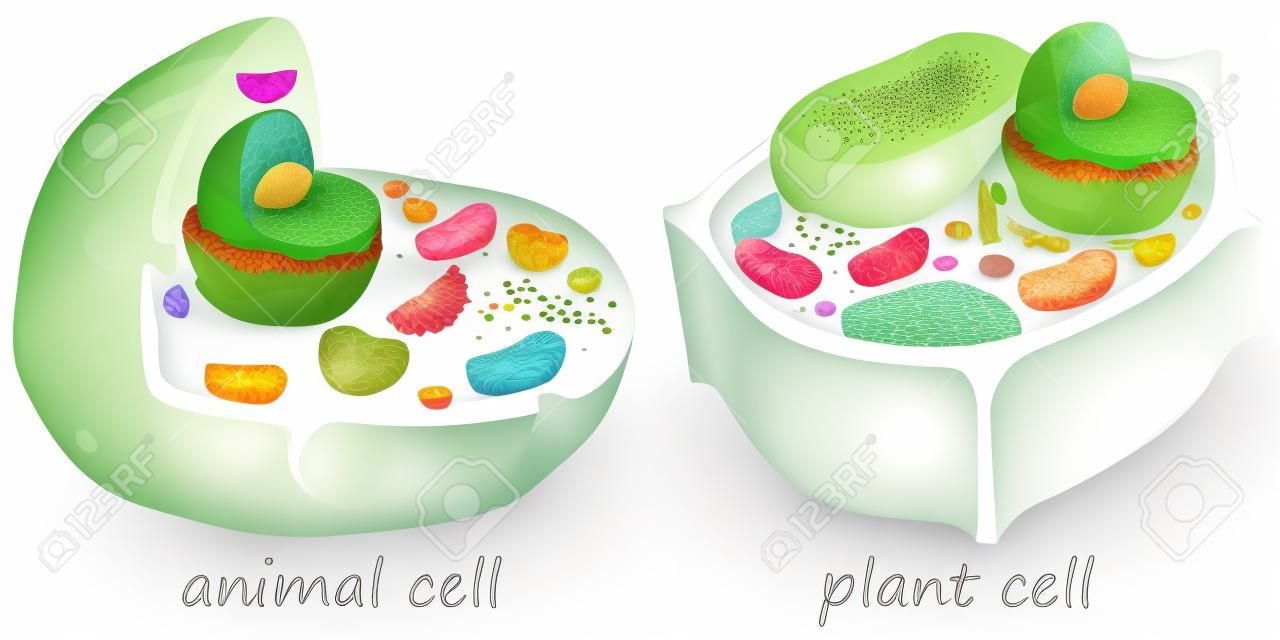 Illustratie van de dierlijke en plantaardige cellen op een witte achtergrond