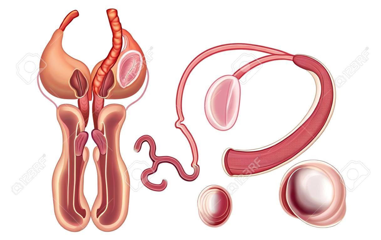 Ilustración de un órgano reproductor masculino sobre un fondo blanco