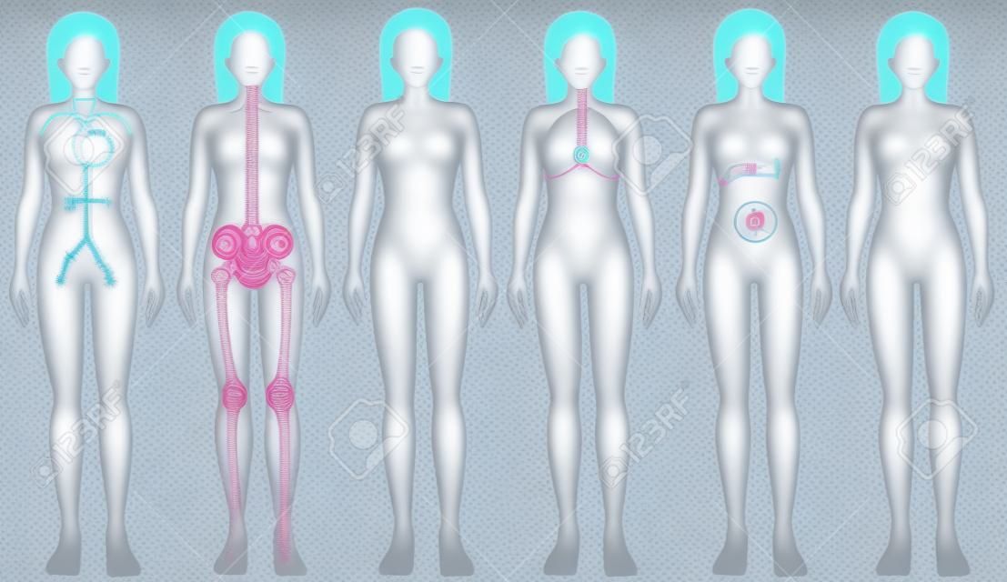 여성 내부 신체 부위 시스템의 포스터