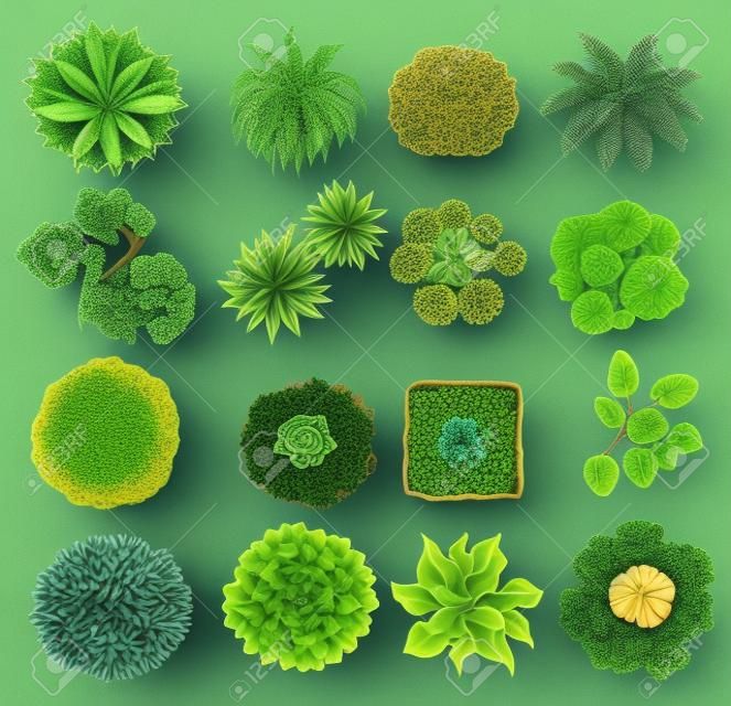 不同種類的植物插圖頂視圖