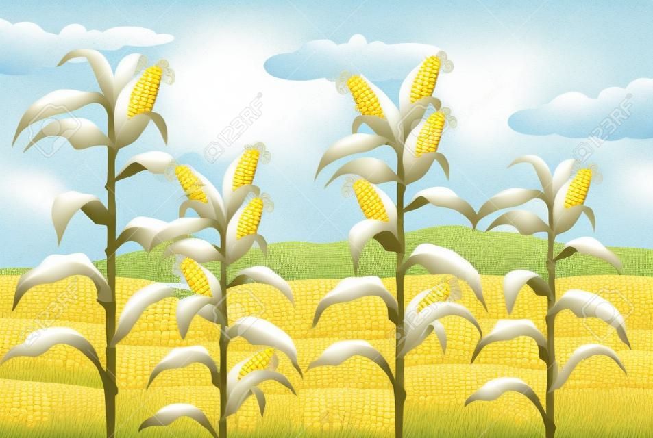 Farm scene with fresh corn illustration