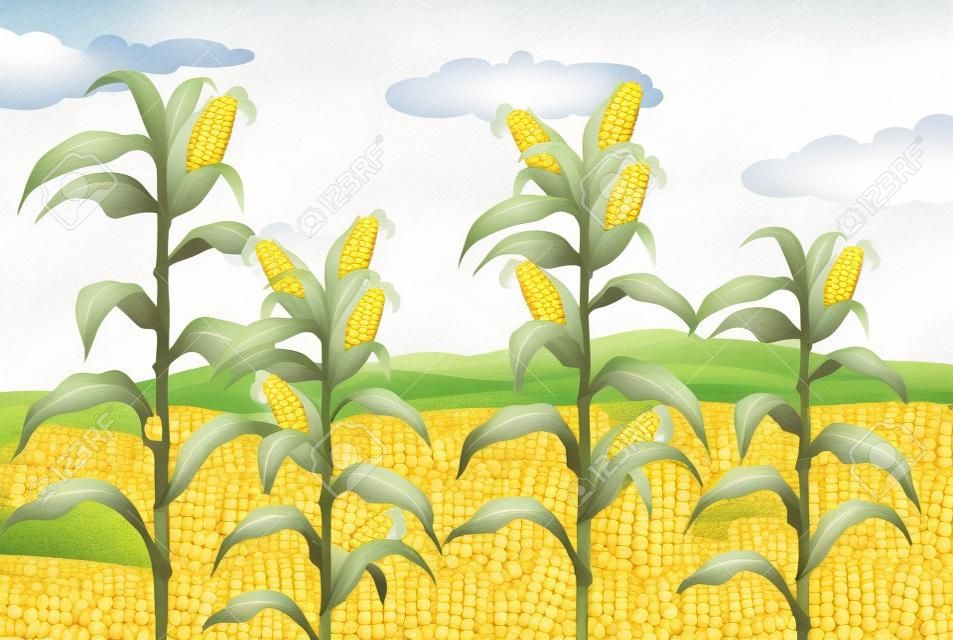 Farm scene with fresh corn illustration