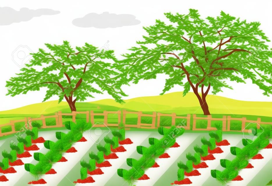 Ilustración de cultivo de hortalizas en el área rural